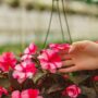 New Guinea Impatiens – Super Sonic Sweet Cherry – 10″ Hanging Basket